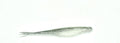 White Shinner 5" Fluke (6pk)
