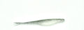 White Shinner 5-inch Fluke soft jerkbait